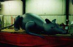 Helium inflatable - 12' RAT